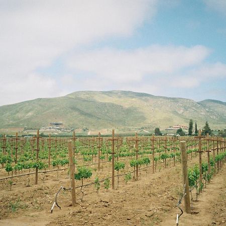 Alma Liebre Vinedos Del Valle Valle de Guadalupe Esterno foto
