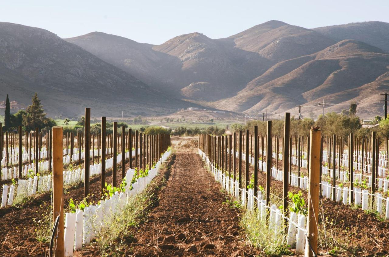 Alma Liebre Vinedos Del Valle Valle de Guadalupe Esterno foto